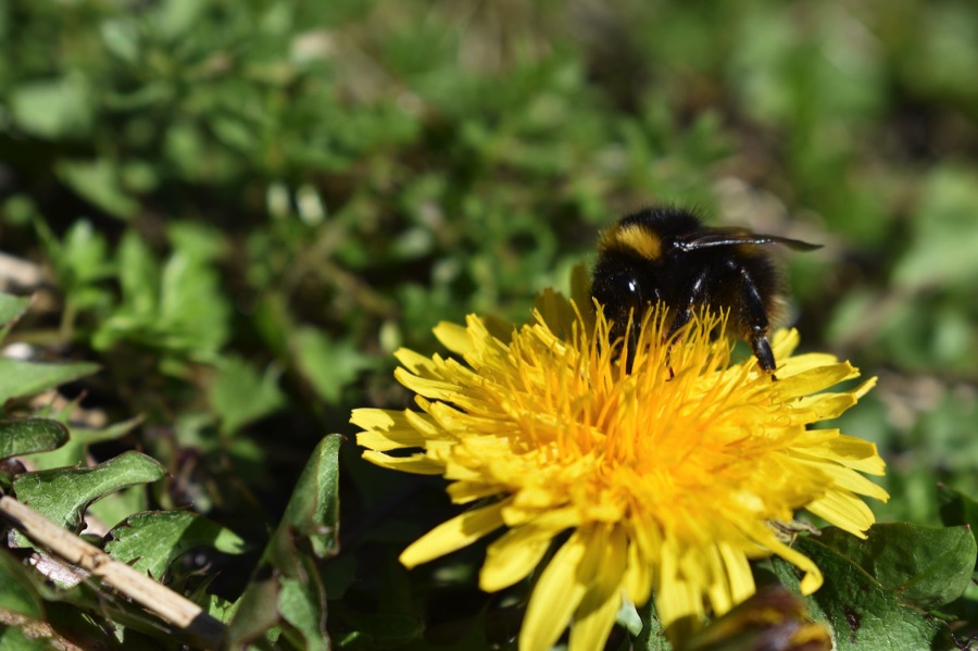 Bumblebee on dandelion